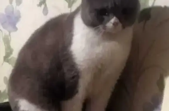 Кошки потеряшки, Новокузнецк, фото: Потеряшка кошка, ул. Клименко 3, Новокузнецк