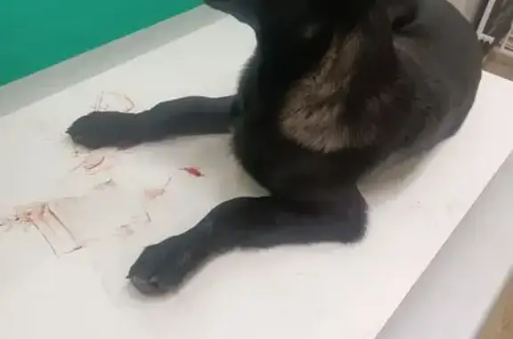 Собака найдена: ул. Якова Свердлова, 27