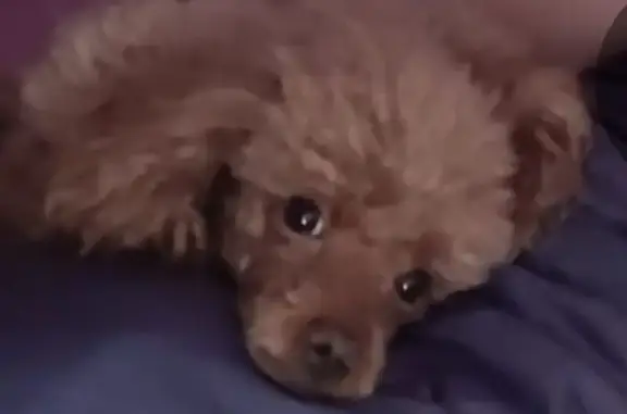 Пропал пудель Арчибальд, Беговая 121, Воронеж