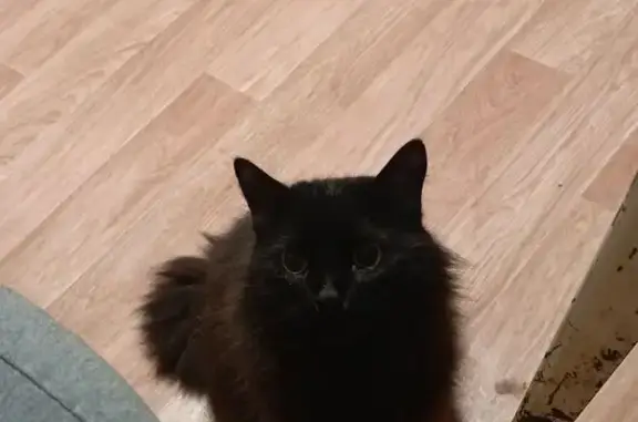 Кошки потеряшки, Красноярск, фото: Потеряшка кошка, Дорожная ул. 6А, Крск