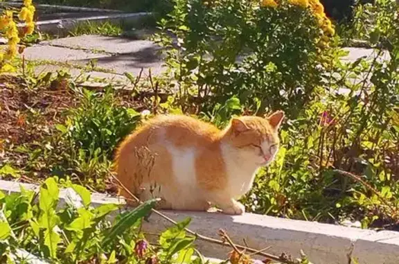 Найдена кошка, Новочебоксарск, фото: Кошка найдена: Южная ул., 8, Новочебоксарск