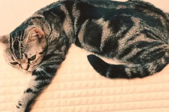 Кошки потеряшки, Таганрог, фото: Потеряшка кошка, Украинский пер., 78, Таганрог