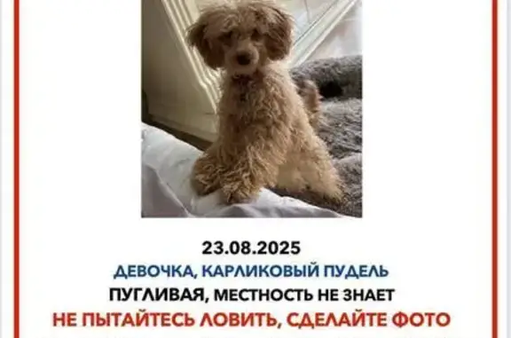 Собаки потеряшки, Московская область, фото: Потеряшка собака в Щепино, МО