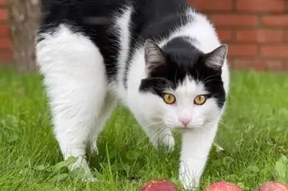 Кошки потеряшки, Московская область, фото: Потеряшка кошка в СНТ Содружество, МО