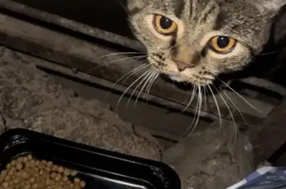 Котенок найден: Подвойского 17 к2, СПб