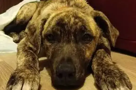 Найдена собака, Воронеж, фото: Собака найдена: ул. Хользунова, 111, Воронеж