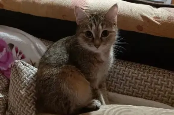 Кошки потеряшки, Киров, фото: Потеряшка кошка, Октябрьская 45/1, Киров