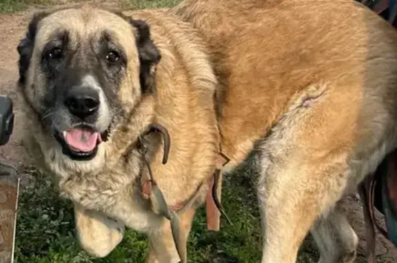 Пропала собака, Водопроводная 169, Энгельс