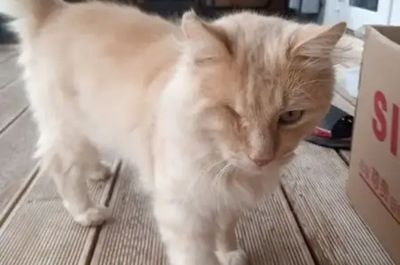 Кошки потеряшки, Краснодарский край, фото: Потеряшка кошка, Южный, Краснодарский край