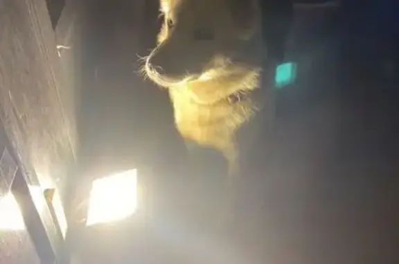 Найдена собака, Брёхово, фото: Найдена собака: Пятницкое ш., Голубое