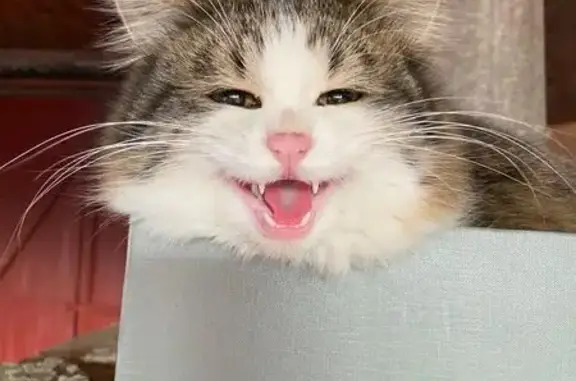 Пропал кот в Гизели, Пролетарская ул.