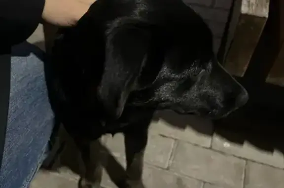 Найдена собака на пр. Камалеева, 32Б, Казань