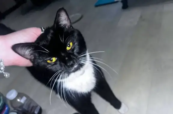 Кошка найдена: пр. Стачек, 101 к1, СПб