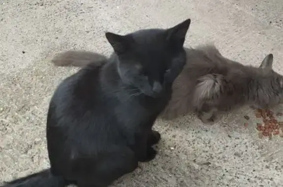 Найдена кошка, Новочебоксарск, фото: Черныш найден: Южная ул, 10, Новочебоксарск