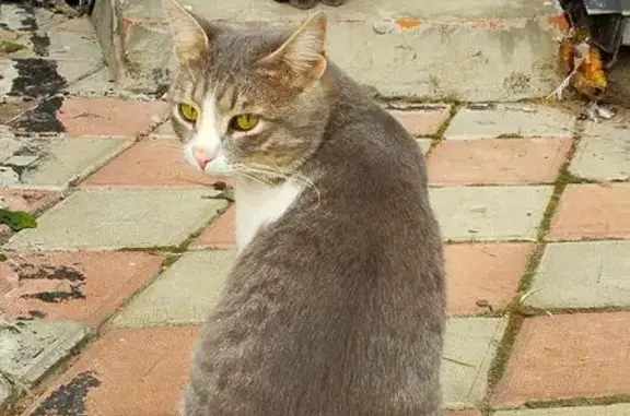 Найдена кошка, Новочебоксарск, фото: Кошка найдена: ул. 10-й Пятилетки, 37