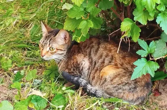 Найдена кошка, Новочебоксарск, фото: Кошка найдена у Южная, 6, Новочебоксарск