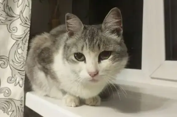 Кошка найдена у подъезда Стальского, 2