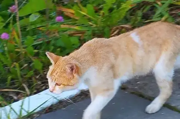 Найдена кошка, Новочебоксарск, фото: Кошка найдена у подъезда, Южная 8, Новочебоксарск