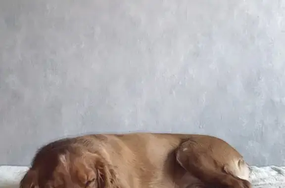 Пропала собака, Первомайская 35А, Ухта