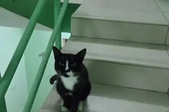 Найдена кошка, Якутск, фото: Кошка найдена: Ново-Карьерная 20Г, Якутск