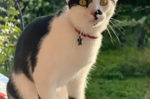 Кошки потеряшки, Московская область, фото: Потеряшка кошка, Икша, МО