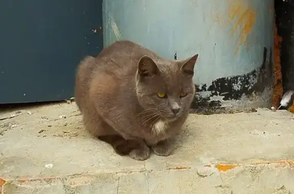 Найдена кошка, Новочебоксарск, фото: Кошка найдена: ул. 10-й Пятилетки, 37