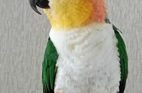 Пропал попугай на ул. 1 Мая, 288, Краснодар