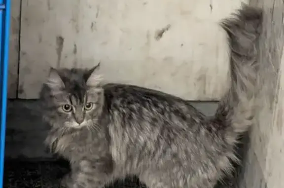 Найдена кошка, Новосибирск, фото: Кошка найдена у постамата, Линейная 41