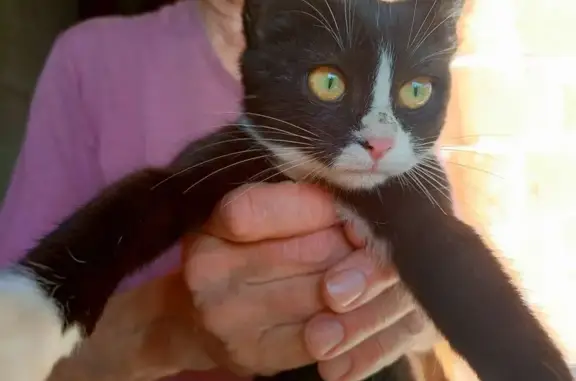 Кошка найдена в Бузовьязбаш, Башкортостан - photo