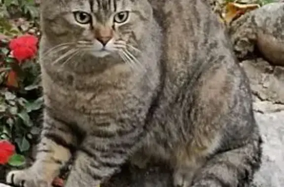 Пропала кошка, ул. Гарибальди 29 к2