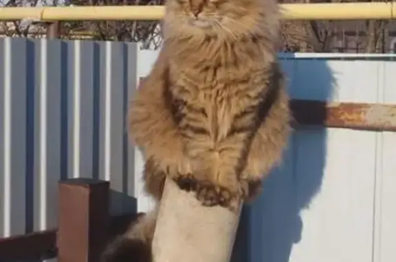 Кошки потеряшки, Иваново, фото: Потеряшка кошка, 3-я Рощинская, Иваново