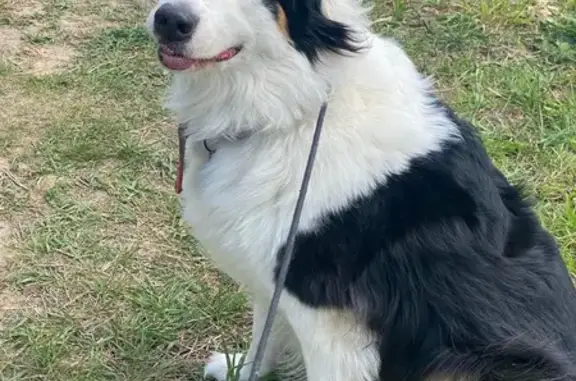 Собаки потеряшки, Ярославская область, фото: Потеряшка собака в Дмитриевском, Ярославль