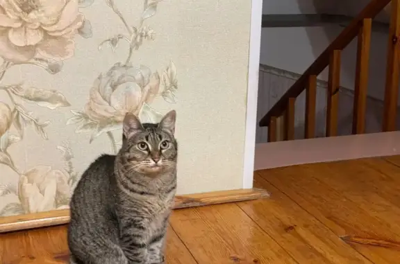 Пропала кошка, Первомайская 178А, Й-Ола