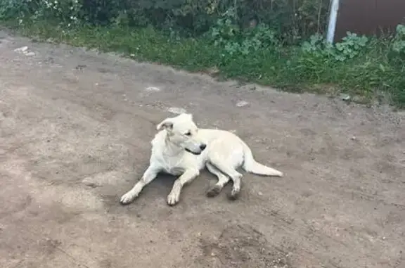 Собаки потеряшки, Нижегородская область, фото: Потеряшка собака, Нижний Новгород