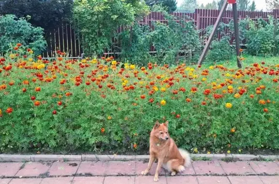 Собаки потеряшки, Московская область, фото: Потеряшка собака, финский шпиц, МО