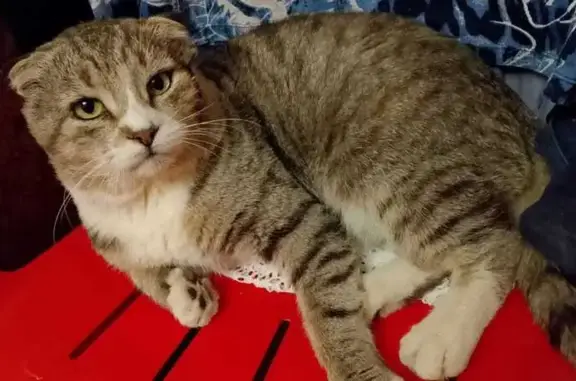 Кошки потеряшки, Малаховка, фото: Потеряшка кошка, Некрасова 43, Малаховка