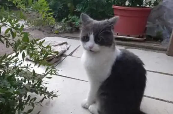 Кошки потеряшки, Псков, фото: Потеряшка кошка, Псков, Подвишенская ул.