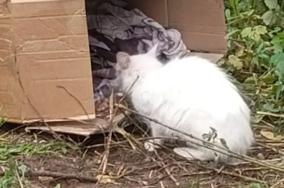 Найдена кошка, Тверь, Зелёный пр. 43, к7