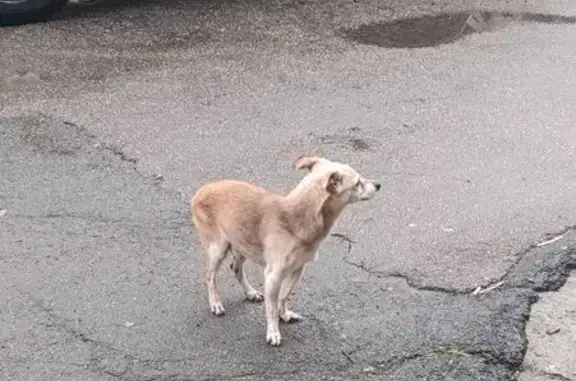 Найдена собака: ул. Косарева, 18, Челябинск