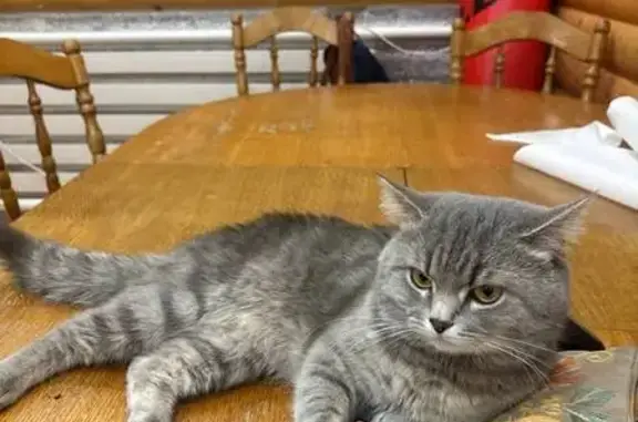 Кошки потеряшки, , фото: Потеряшка котик, Северная ул., 290