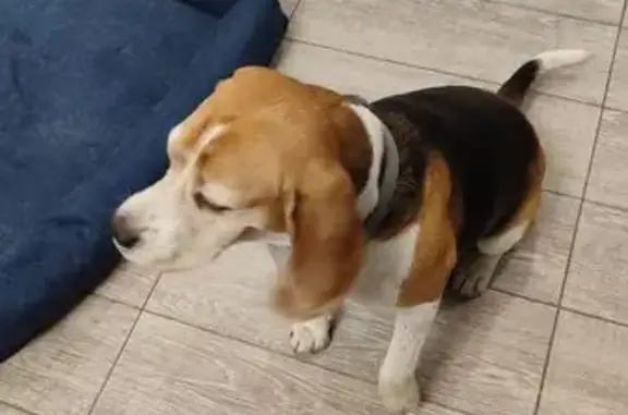 Найдена собака, Белгородская область, фото: Собака найдена, ул. Широкая, Дубовое