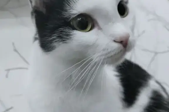 Кошки потеряшки, Кемерово, фото: Потеряшка кошка, ул. Сибиряков-Гвардейцев 1