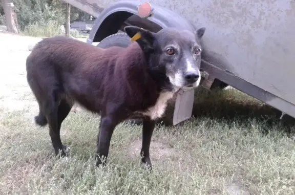 Пропала собака на Балашовской 29/1