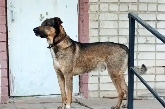 Собаки потеряшки, Брянская область, фото: Потеряшка собака в Бежицком районе Брянска