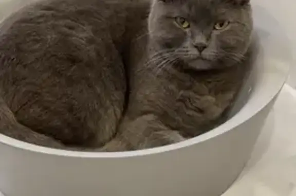 Пропала кошка в Колтушах, Ленобласть