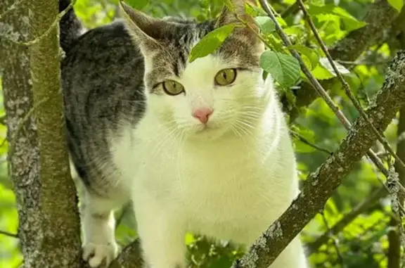 Кошки потеряшки, Калужская область, фото: Потеряшка котик, Воробьи, Калужская обл.