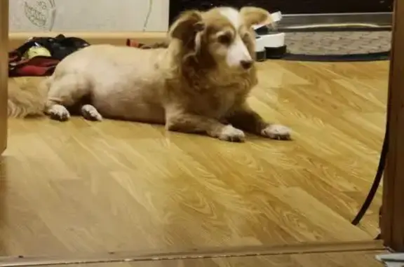 Пропала собака, Коммунистическая 85/1