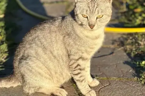 Найдена кошка, Ленинградская область, фото: Найдена кошка, Рощинское поселение