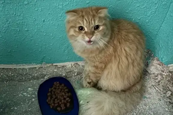 Найдена кошка, Казань, фото: Кошка найдена на ул. Гагарина, 12А, Казань