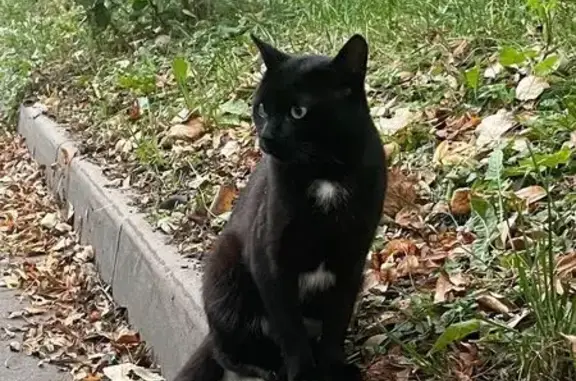 Пропала кошка, Симферопольский бул., 24 к3